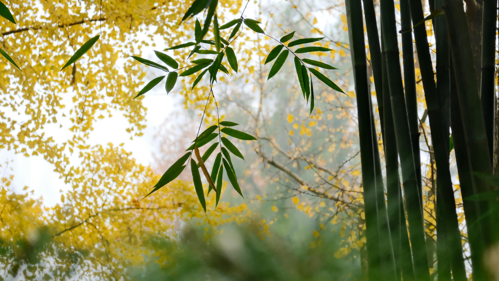 Bamboo leaves and nature for natural eco friendly fashion and home decor items