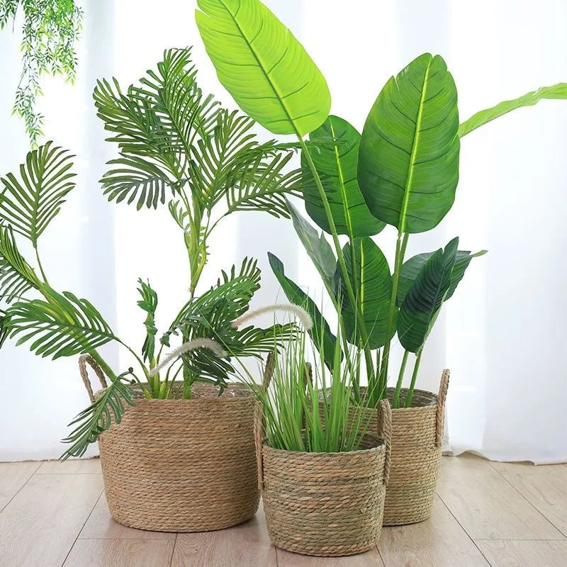 Set of potted plants in woven baskets on a wooden floor with a white wall background