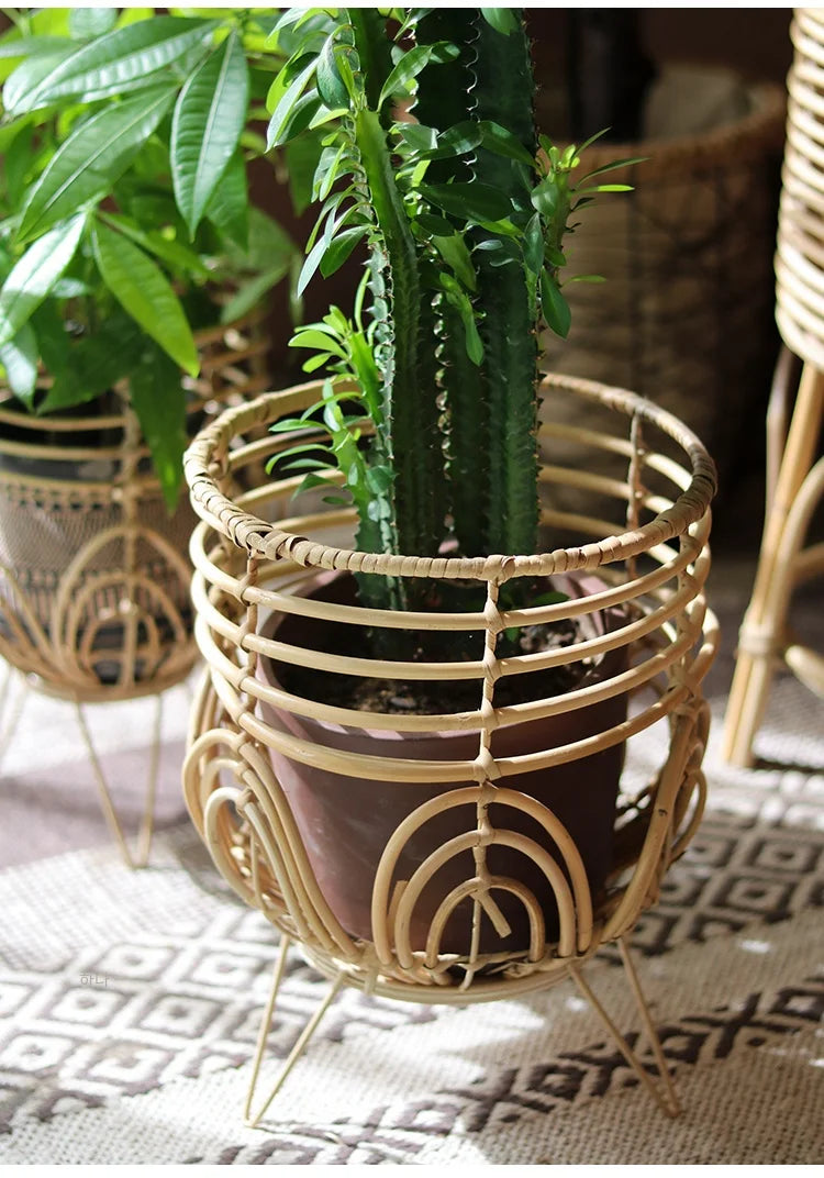 Cactus in a decorative rattan pot on a textured surface